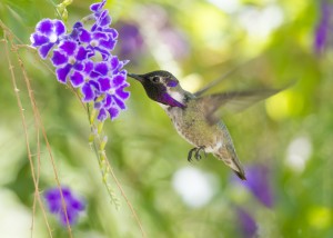 Costa's Hummingbird In Flight
