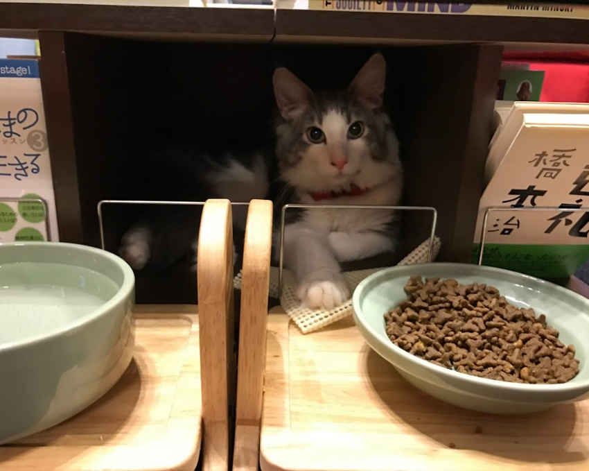 cat-in-book-stand